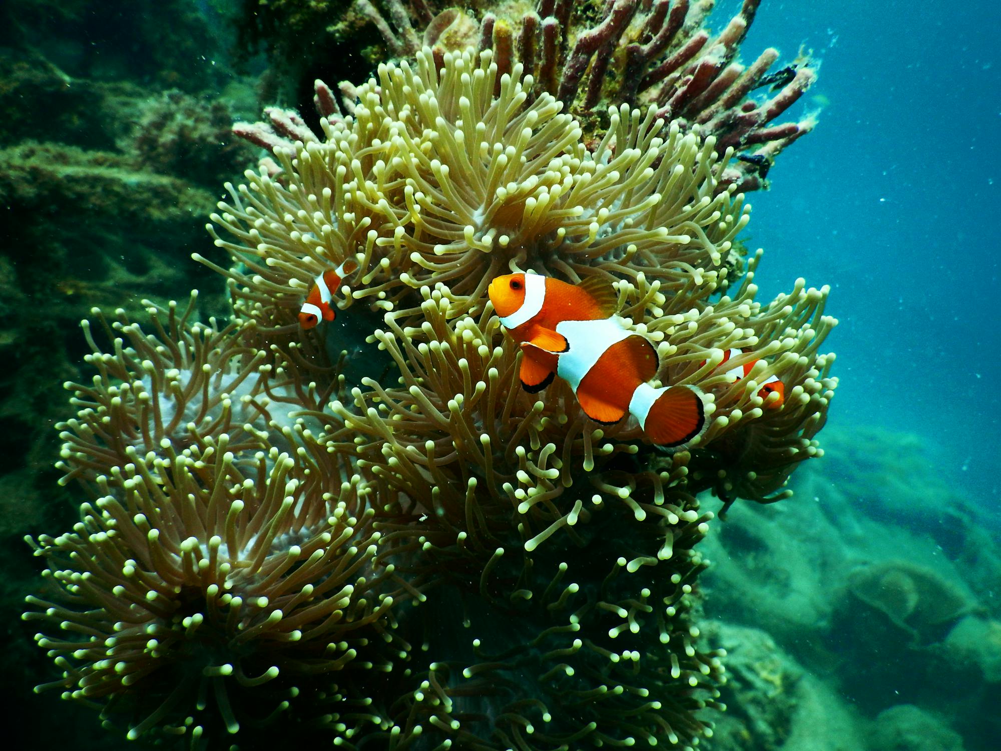 Exploring Australia's Great Barrier Reef: A Diver's Paradise