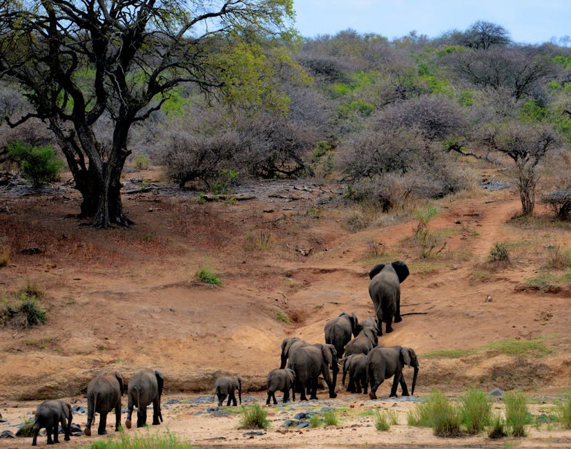 Tips for Capturing Wildlife Photography on Safari Tours